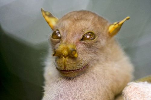 Papua-new-guinea-new-species-bat_27185_600x450