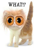 Cat-what