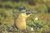 Squirrel20attack
