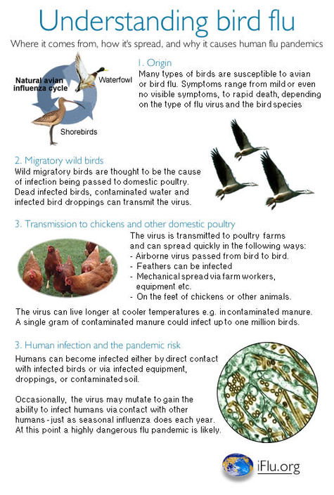 Understanding_bird_flu_factsheet