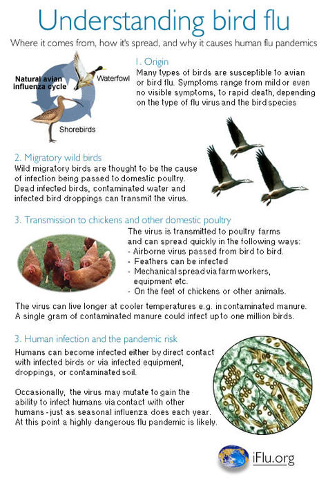 Understanding_bird_flu_factsheet Understanding_bird_flu_factsheet